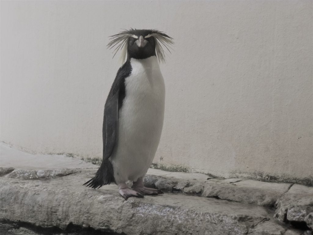 Vom Gruppenkuscheln und  kalten Füßen - ein Pinguin müsste man sein