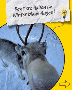 Rentiere haben im Winter blaue Augen